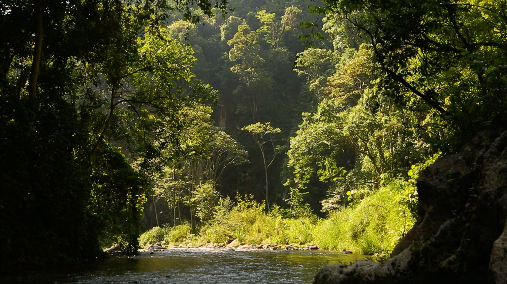 Image of trees and a river