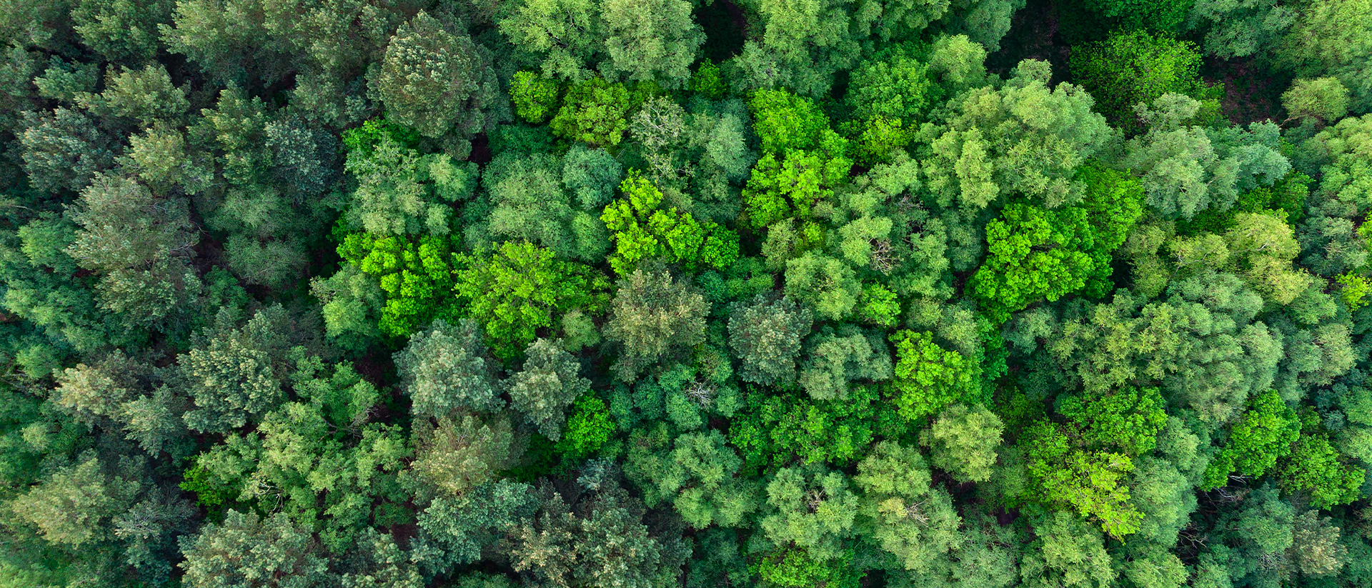 Generic Header 23 aerial image of forest