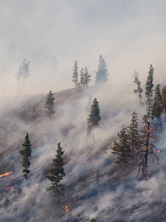 UCPM Portrait 1 forest fire