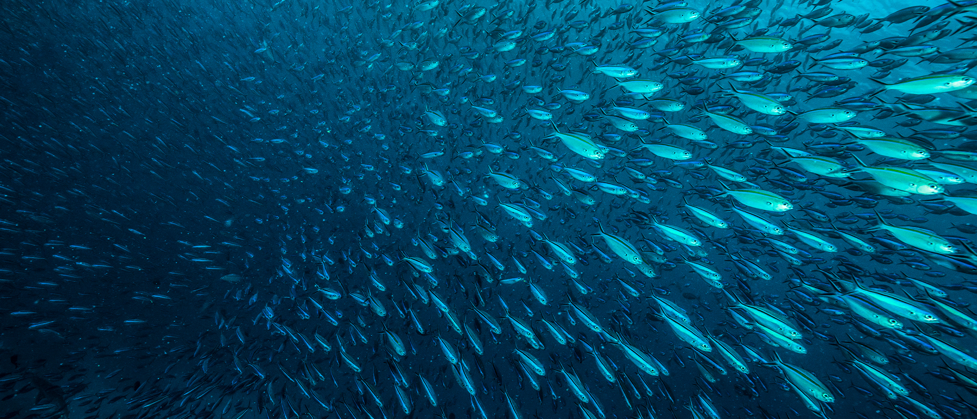 Strategies Header 2 Swarm of fish