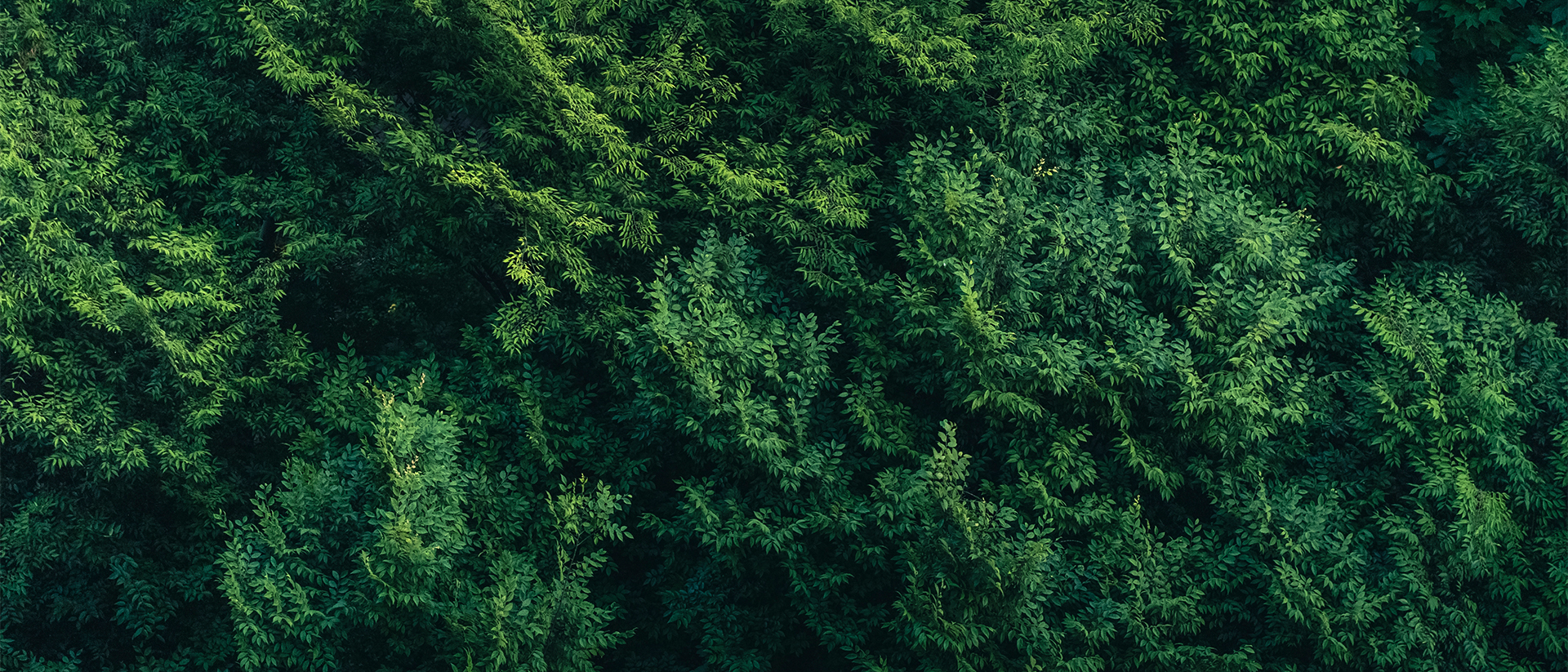 Generic Header 2 Aerial image of forest