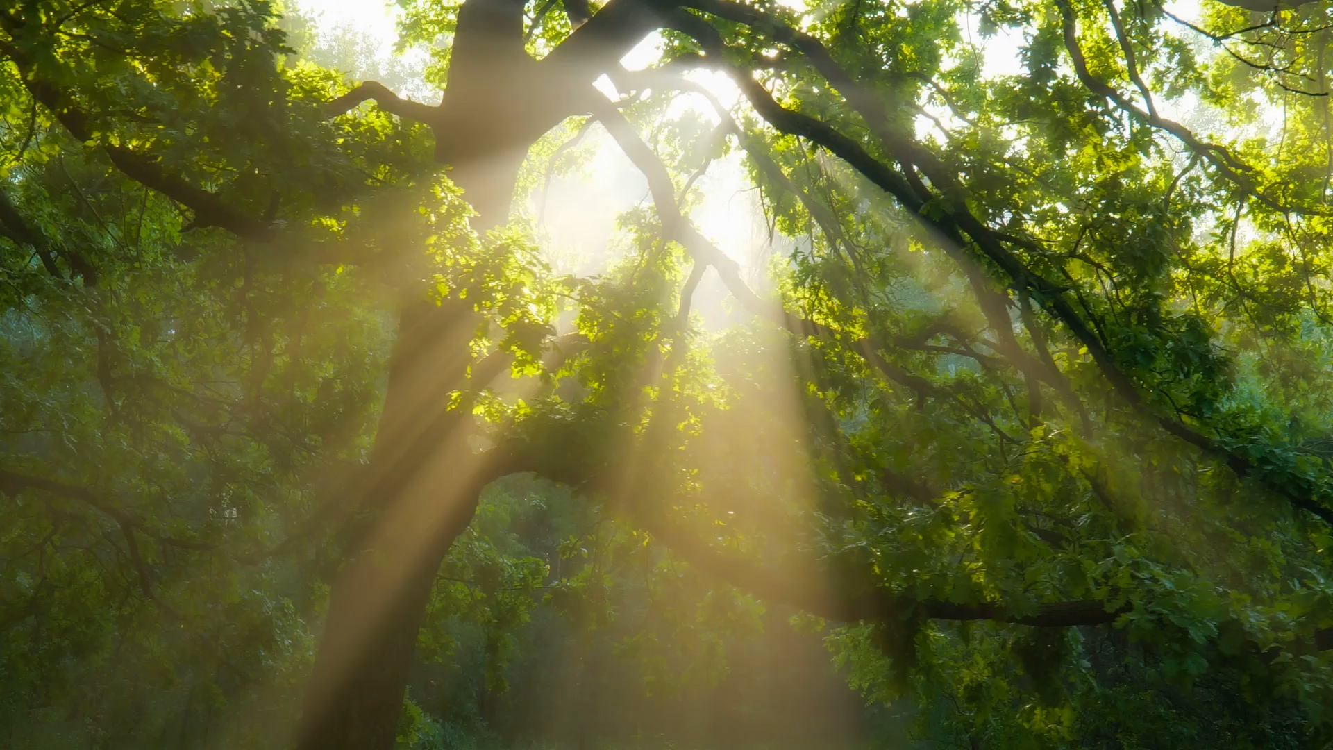 Bregal Investments news image light shining through trees